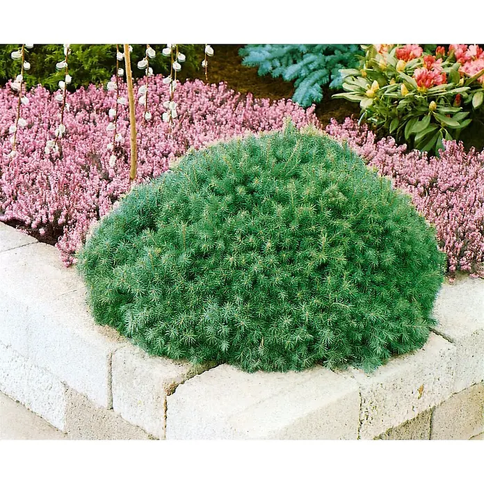 Pflanzen für dich Zuckerhut-Fichte 30-35 cm - Picea abies 'Echiniformis', Aktuelle Wuchshöhe: 30 cm - 35 cm - Grüner, kissenförmiger Zwerg-Nadelbaum im Blumenbeet mit rosa Blüten und hellen Betonsteinen.