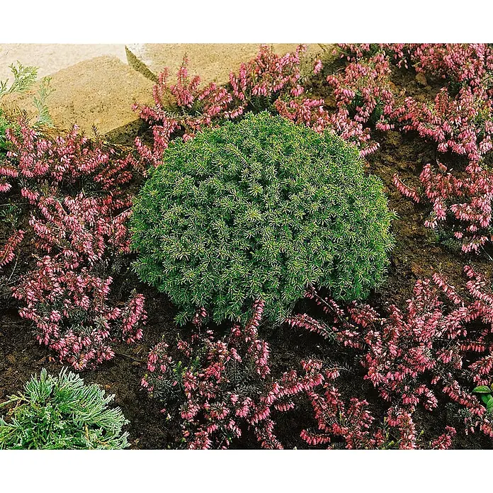 Pflanzen für dich Zuckerhut-Fichte 30-35 cm - Picea abies 'Echiniformis', Aktuelle Wuchshöhe: 30 cm - 35 cm - Eine kugelförmige grüne Immergrünpflanze, die inmitten blühender rosa Heide im Garten wächst.