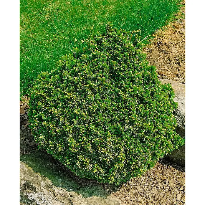 Pflanzen für dich Zuckerhut-Fichte 30-35 cm - Picea abies 'Echiniformis', Aktuelle Wuchshöhe: 30 cm - 35 cm - Kompakter grüner Nadelstrauch mit gelbem Neuaustrieb in einem Gartenbeet mit Steinen.