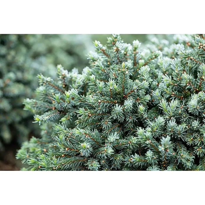 Pflanzen für dich Zuckerhut-Fichte 30-35 cm - Picea glauca 'Echiniformis', Aktuelle Wuchshöhe: 30 cm - 35 cm - Nahaufnahme einer Konifere mit blaugrünen Nadeln, die vom Morgentau glitzern.