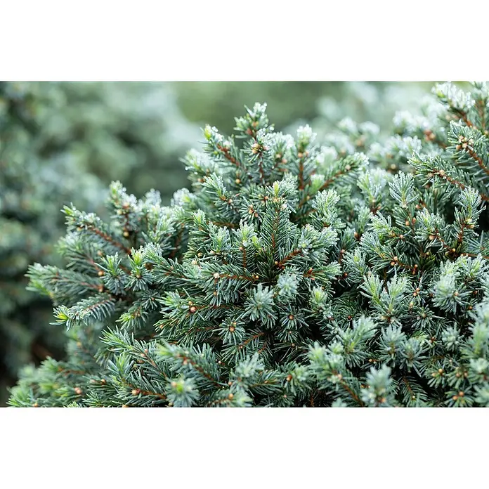 Pflanzen für dich Zuckerhut-Fichte 30-35 cm - Picea glauca 'Echiniformis', Aktuelle Wuchshöhe: 30 cm - 35 cm - Nahaufnahme eines grünen Nadelbaums mit Morgentau oder Reif.