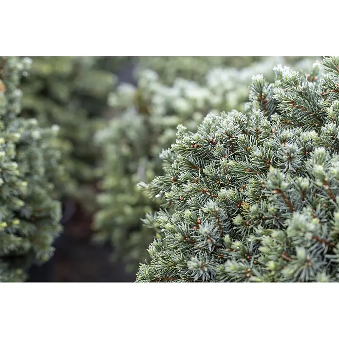 Pflanzen für dich Zuckerhut-Fichte 30-35 cm - Picea glauca 'Echiniformis', Aktuelle Wuchshöhe: 30 cm - 35 cm - Kompakter immergrüner Strauch mit blaugrünen Nadeln und glitzernden Tautropfen.
