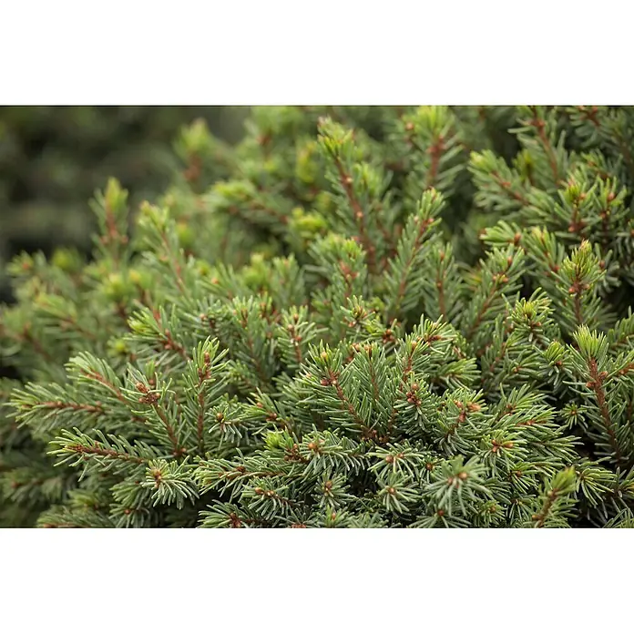 Pflanzen für dich Zuckerhut-Fichte 30-35 cm - Picea glauca 'Echiniformis', Aktuelle Wuchshöhe: 30 cm - 35 cm - Nahaufnahme von leuchtend grünen Nadelbaumzweigen mit kurzen Nadeln und kleinen braunen Knospen.