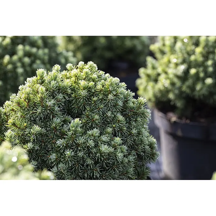 Pflanzen für dich Zuckerhut-Fichte 30-35 cm - Picea glauca 'Echiniformis', Aktuelle Wuchshöhe: 30 cm - 35 cm - Kleiner, dichter grüner Nadelstrauch mit glitzernden Wassertropfen auf den Nadeln.