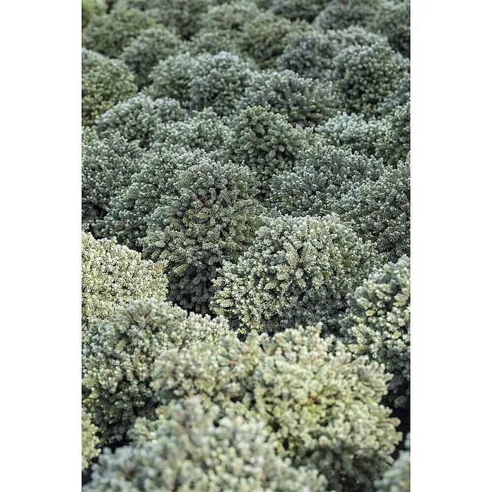 Pflanzen für dich Zuckerhut-Fichte 30-35 cm - Picea glauca 'Echiniformis', Aktuelle Wuchshöhe: 30 cm - 35 cm - Feld mit vielen runden, bläulich-grünen Zwergkoniferen, dicht gepflanzt.