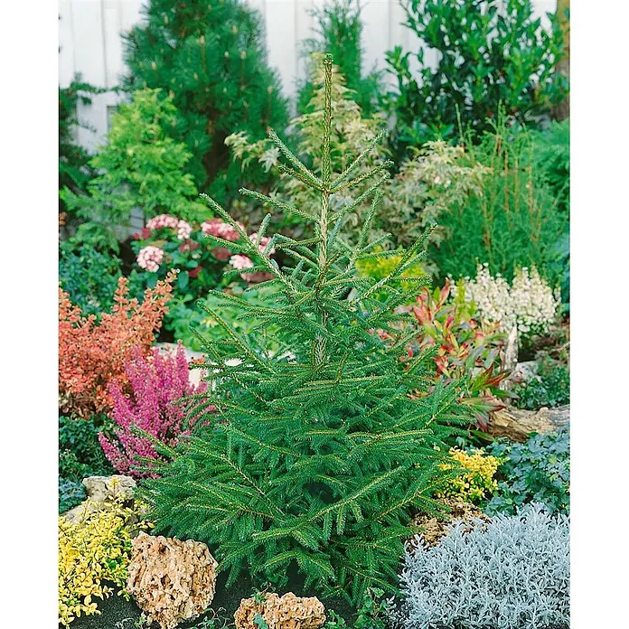 Pflanzen für dich Zuckerhut-Fichte 100-125 cm - Picea orientalis 'Aurea Compacta', Aktuelle Wuchshöhe: 100 cm - 125 cm - Ein kleiner, dichter, grüner Fichtenbaum, gepflanzt in einem farbenfrohen Garten mit verschiedenen anderen Pflanzen und Ziersteinen.