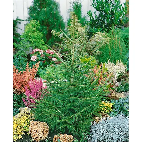 Pflanzen für dich  Zuckerhut-Fichte 100-125 cm