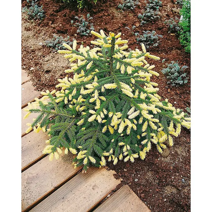Pflanzen für dich Zuckerhut-Fichte 100-125 cm - Picea orientalis 'Aurea Compacta', Aktuelle Wuchshöhe: 100 cm - 125 cm - Kleiner Nadelbaum mit leuchtend gelben Trieben und grünen Nadeln, in brauner Erde neben einem Holzweg gepflanzt.