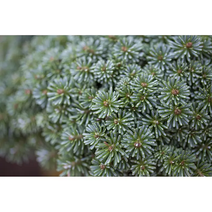 Pflanzen für dich Zuckerhut-Fichte 25-30 cm - Abies koreana 'Tanja', Aktuelle Wuchshöhe: 25 cm - 30 cm - Dichte immergrüne Pflanze mit kurzen, blaugrünen Nadeln in sternförmigen Büscheln und rotbraunen Knospen.