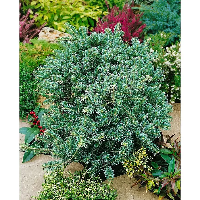 Pflanzen für dich Zuckerhut-Fichte 25-30 cm - Abies koreana 'Tanja', Aktuelle Wuchshöhe: 25 cm - 30 cm - Kompakter, bläulich-grüner Nadelstrauch mit kurzen Nadeln, in einem Gartenbeet gepflanzt.