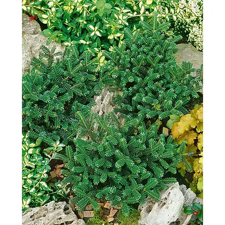 Pflanzen für dich  Zuckerhut-Fichte 30-40 cm