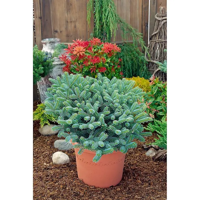Pflanzen für dich Zuckerhut-Fichte 40-60 cm - Abies koreana 'Blue Emperor', Aktuelle Wuchshöhe: 40 cm - 60 cm - Kompakte blaugrüne Zwergkonifere in orangefarbenem Terrakottatopf, in einem Garten präsentiert.
