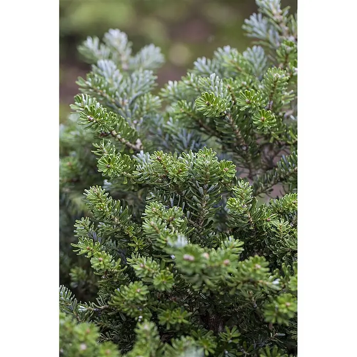 Pflanzen für dich Zuckerhut-Fichte 12-15 cm - Abies koreana 'Silberperl', Aktuelle Wuchshöhe: 12 cm - 15 cm - Dichte Zweige einer leuchtend grünen Konifere mit kurzen, frischen Nadeln.