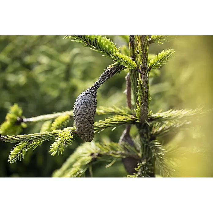 Pflanzen für dich Zuckerhut-Fichte Gemeine Fichte - Picea abies 'Acrocona', Aktuelle Wuchshöhe: 80 cm - 100 cm - Eine graue Fichtenzapfen hängt an einem grünen Fichtenzweig mit frischen Nadeln.