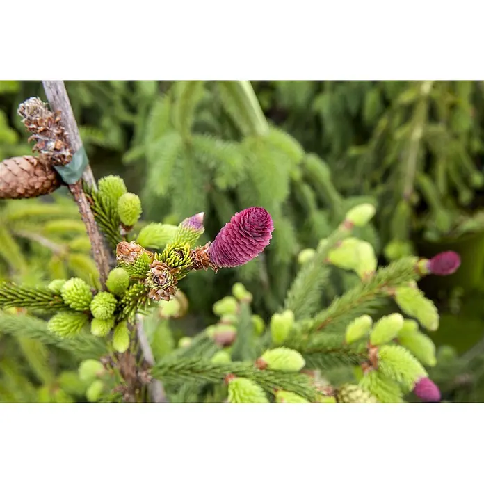 Pflanzen für dich Zuckerhut-Fichte Gemeine Fichte - Picea abies 'Acrocona', Aktuelle Wuchshöhe: 80 cm - 100 cm - Nahaufnahme eines Fichtenzweigs mit hellgrünen Trieben und einem leuchtend rot-violetten jungen Zapfen zwischen älteren braunen Zapfen.