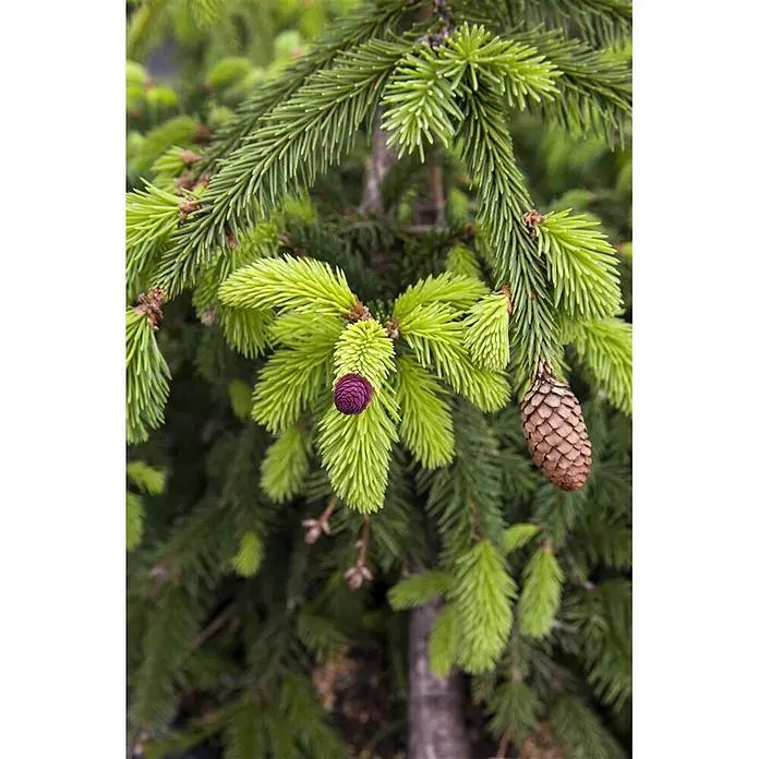 Pflanzen für dich Zuckerhut-Fichte Gemeine Fichte - Picea abies 'Acrocona', Aktuelle Wuchshöhe: 80 cm - 100 cm - Fichtenzweig mit hellgrünem Neuaustrieb, einem kleinen lila Zapfen und einem reifen braunen Tannenzapfen.