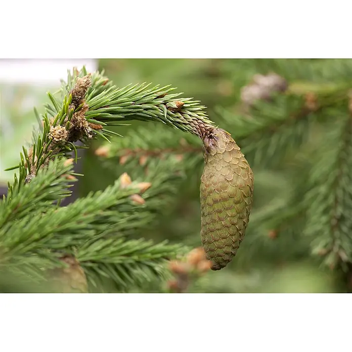 Pflanzen für dich Zuckerhut-Fichte Gemeine Fichte - Picea abies 'Acrocona', Aktuelle Wuchshöhe: 80 cm - 100 cm - Nahaufnahme eines Fichtenzweigs mit grünen Nadeln und einem jungen, grünbraunen Zapfen daran.