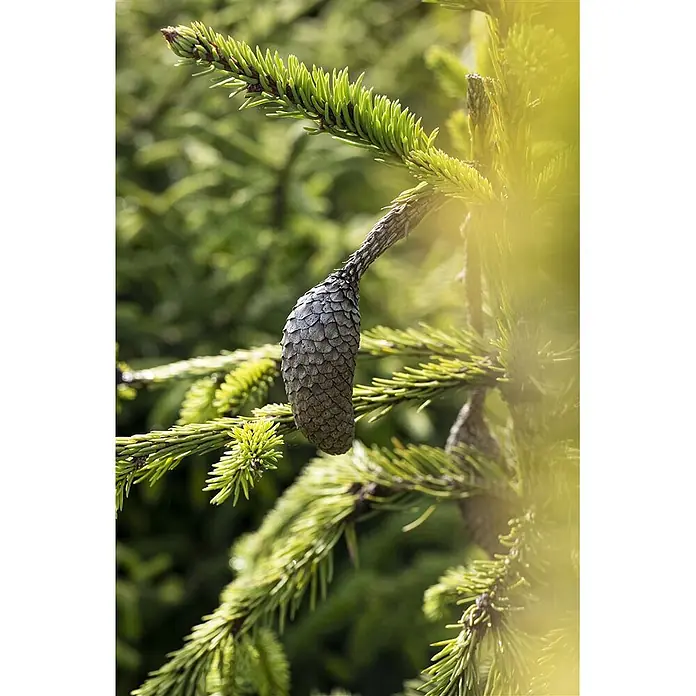 Pflanzen für dich Zuckerhut-Fichte Gemeine Fichte - Picea abies 'Acrocona', Aktuelle Wuchshöhe: 80 cm - 100 cm - Ein brauner Tannenzapfen hängt an einem grünen, stacheligen Fichtenzweig.