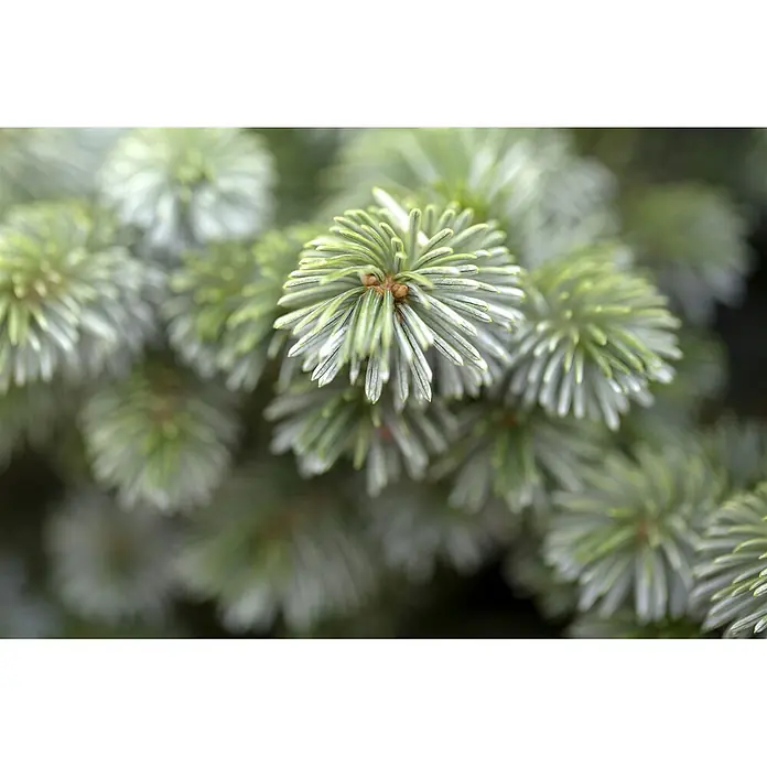 Pflanzen für dich Zuckerhut-Fichte 25-30 cm - Picea sitchensis 'Silberzwerg', Aktuelle Wuchshöhe: 25 cm - 30 cm - Nahaufnahme von grün-silbrigen Fichten-Neuaustrieben, die dichte Büschel weicher Nadeln zeigen.
