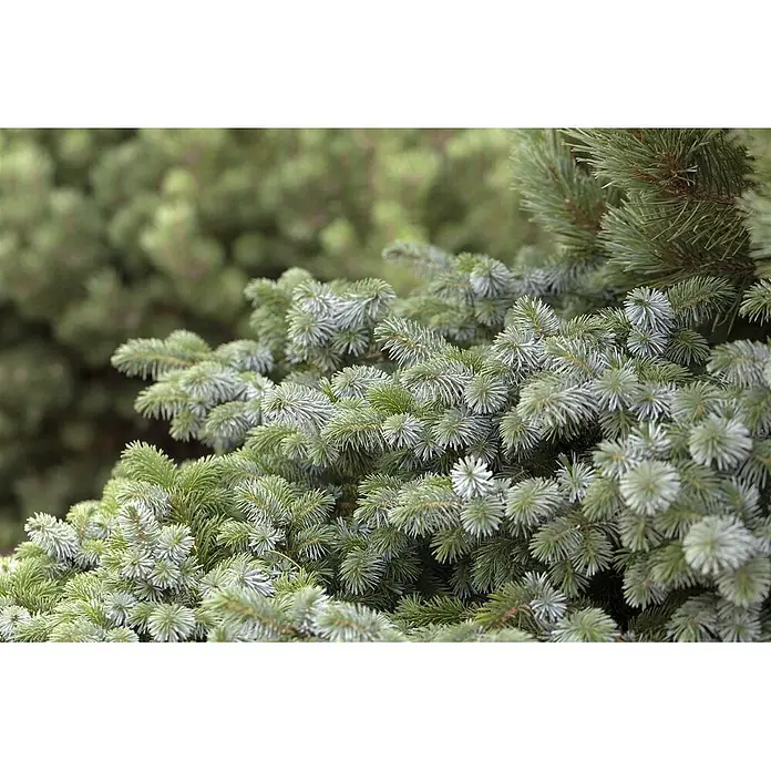Pflanzen für dich Zuckerhut-Fichte 25-30 cm - Picea sitchensis 'Silberzwerg', Aktuelle Wuchshöhe: 25 cm - 30 cm - Nahaufnahme von grün-blauen Tannen- oder Fichtenzweigen mit dichten Nadeln.
