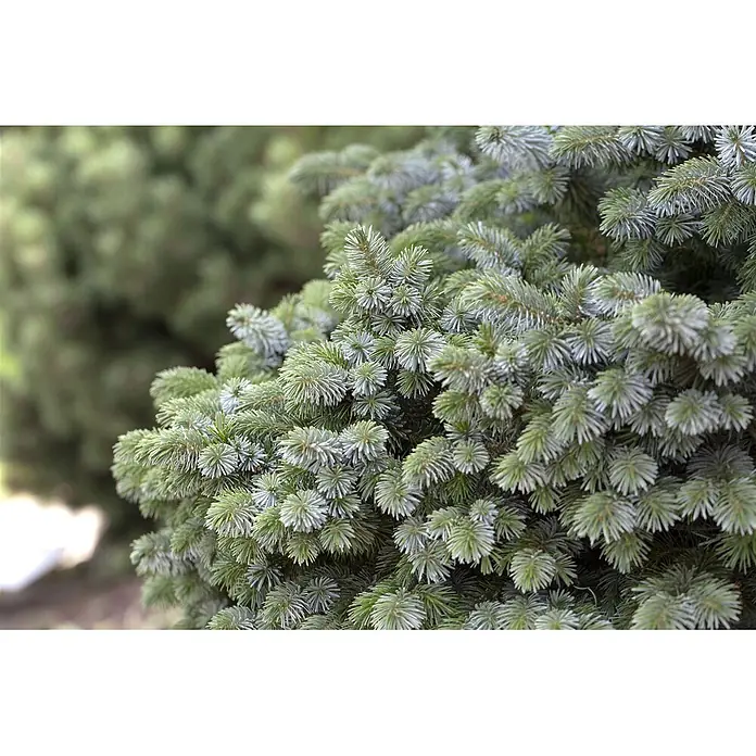 Pflanzen für dich Zuckerhut-Fichte 25-30 cm - Picea sitchensis 'Silberzwerg', Aktuelle Wuchshöhe: 25 cm - 30 cm - Dicht gepackte blaugrüne immergrüne Nadeln, scharf und lebendig.