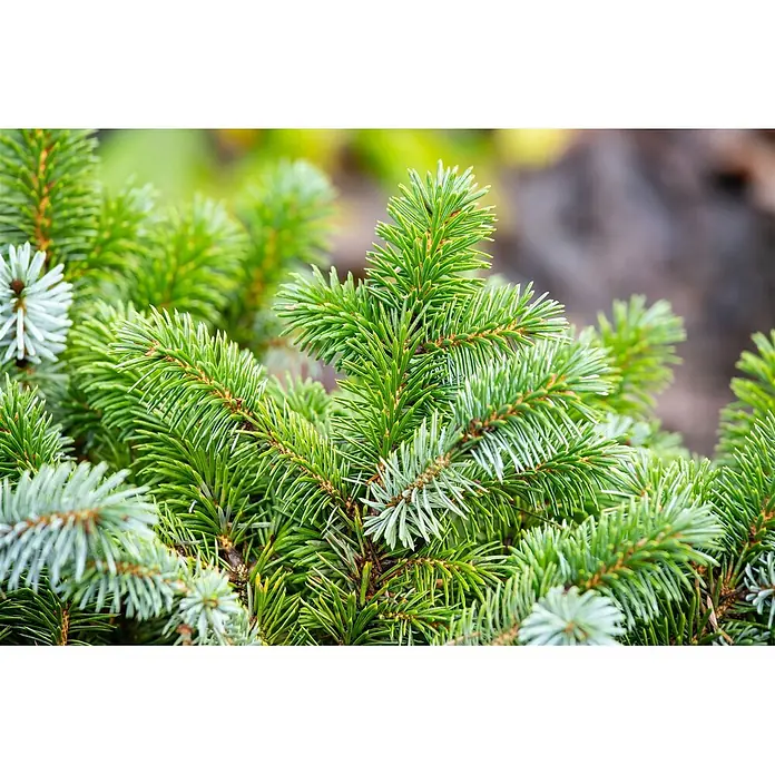 Pflanzen für dich Zuckerhut-Fichte 25-30 cm - Picea sitchensis 'Silberzwerg', Aktuelle Wuchshöhe: 25 cm - 30 cm - Nahaufnahme von leuchtend grünen und blaugrünen Koniferennadeln an Ästen.