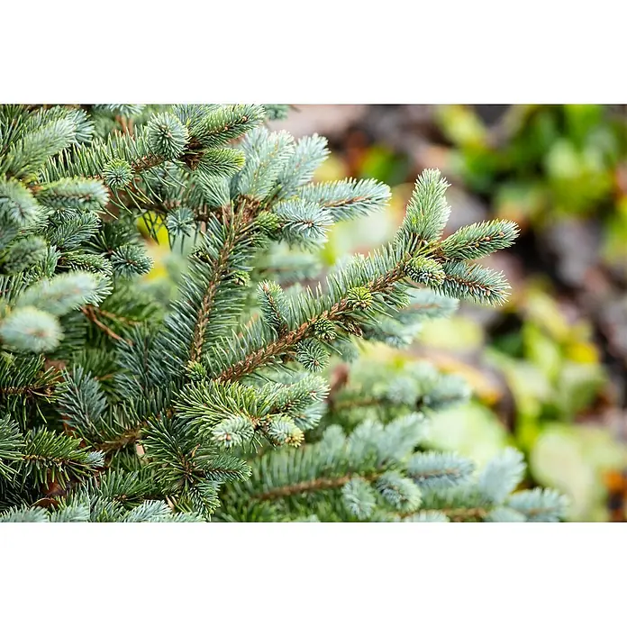 Pflanzen für dich Zuckerhut-Fichte 25-30 cm - Picea sitchensis 'Silberzwerg', Aktuelle Wuchshöhe: 25 cm - 30 cm - Nahaufnahme von immergrünen Zweigen mit blaugrünen Nadeln und frischem, hellgrünem Neuaustrieb.