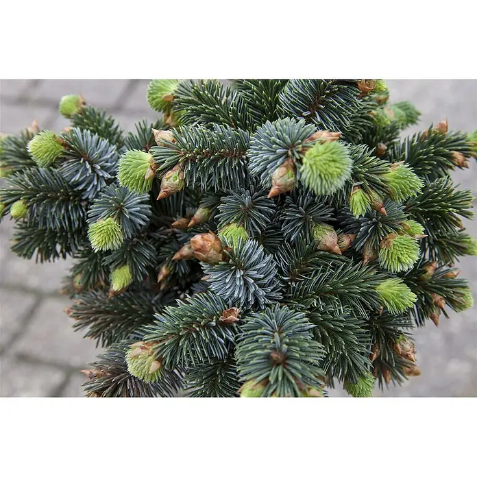 Pflanzen für dich Zuckerhut-Fichte 25-30 cm - Picea sitchensis 'Silberzwerg', Aktuelle Wuchshöhe: 25 cm - 30 cm - Kompakte Konifere mit blaugrünen Nadeln und leuchtend hellgrünem Neuaustrieb an den Spitzen.