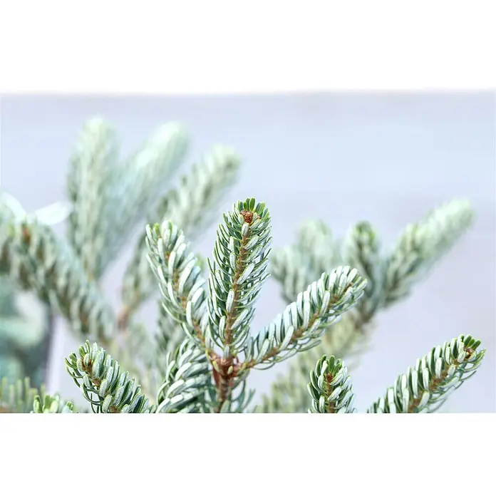 Pflanzen für dich Zuckerhut-Fichte 40-50 cm - Abies koreana 'Silver Star', Aktuelle Wuchshöhe: 40 cm - 50 cm - Koniferenzweig mit grünen Nadeln, die silbrige Unterseiten aufweisen, und einer braunen Knospe.