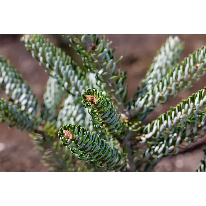 Pflanzen für dich Zuckerhut-Fichte 40-50 cm - Abies koreana 'Silver Star', Aktuelle Wuchshöhe: 40 cm - 50 cm - Zweige eines Tannenbaums mit dichten grünen Nadeln und kleinen braunen Knospen.