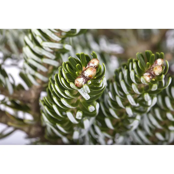 Pflanzen für dich Zuckerhut-Fichte 40-50 cm - Abies koreana 'Silver Star', Aktuelle Wuchshöhe: 40 cm - 50 cm - Leuchtend grüner Tannenast mit charakteristischen weiß gestreiften Nadeln und drei hellbraunen neuen Triebknospen.