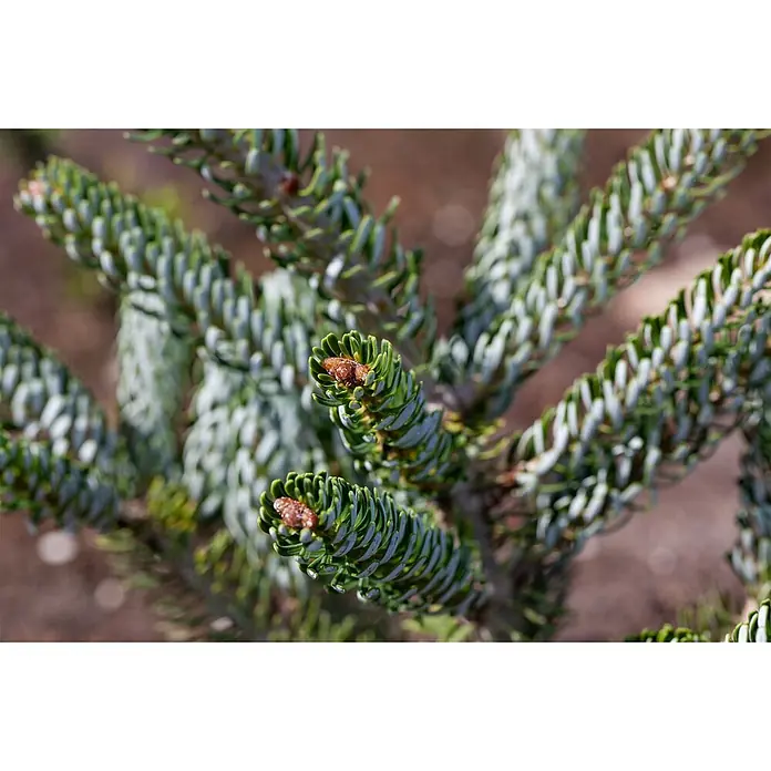 Pflanzen für dich Zuckerhut-Fichte 40-50 cm - Abies koreana 'Silver Star', Aktuelle Wuchshöhe: 40 cm - 50 cm - Nahaufnahme von Koniferenzweigen mit grünen und silbernen Nadeln und kleinen braunen Knospen.