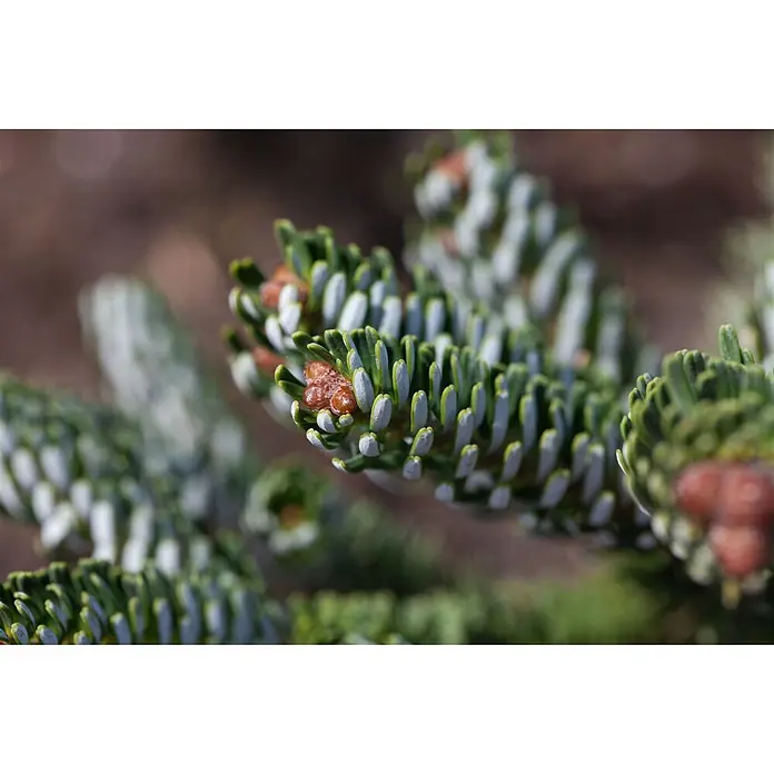Pflanzen für dich Zuckerhut-Fichte 40-50 cm - Abies koreana 'Silver Star', Aktuelle Wuchshöhe: 40 cm - 50 cm - Nahaufnahme eines Nadelbaumzweigs mit grünen Nadeln, weißen Unterseiten und braunen Knospen.