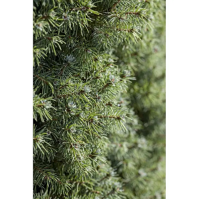 Pflanzen für dich Zuckerhut-Fichte 20-25 cm - Picea glauca 'Blue Wonder', Aktuelle Wuchshöhe: 20 cm - 25 cm - Nahaufnahme einer Konifere mit dichten grünen und blaugrünen Nadeln, die neuen Austrieb zeigt.