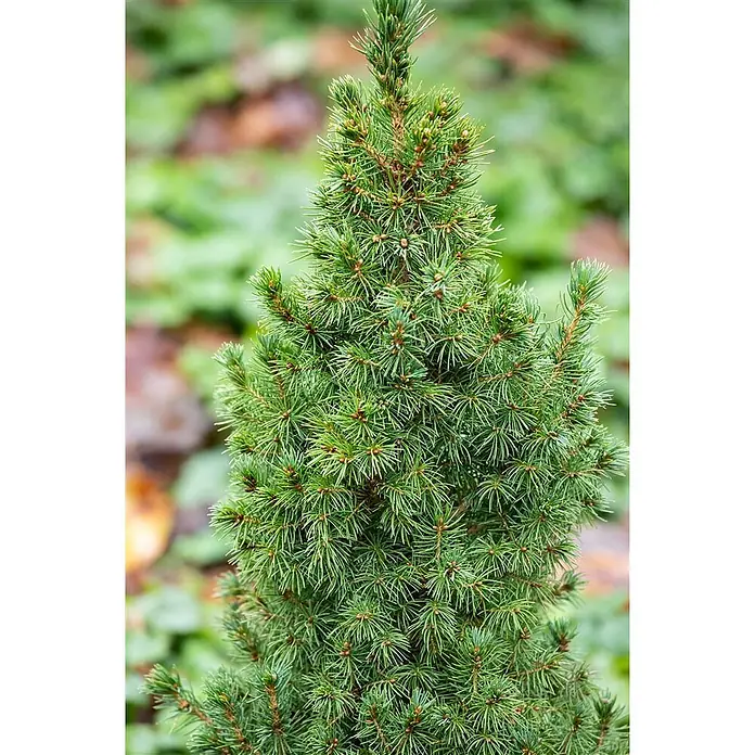 Pflanzen für dich Zuckerhut-Fichte 20-25 cm - Picea glauca 'Blue Wonder', Aktuelle Wuchshöhe: 20 cm - 25 cm - Dichter, konischer Zwerg-Nadelbaum mit leuchtend grünen Nadeln und kleinen braunen Knospen.