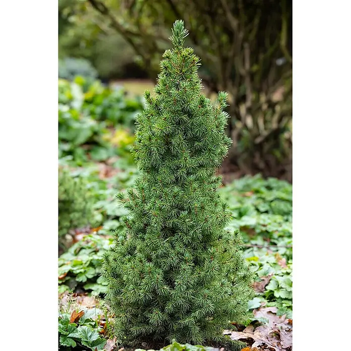 Pflanzen für dich Zuckerhut-Fichte 20-25 cm - Picea glauca 'Blue Wonder', Aktuelle Wuchshöhe: 20 cm - 25 cm - Kleiner, kegelförmiger Nadelbaum mit dichten grünen Nadeln im Gartenbeet.