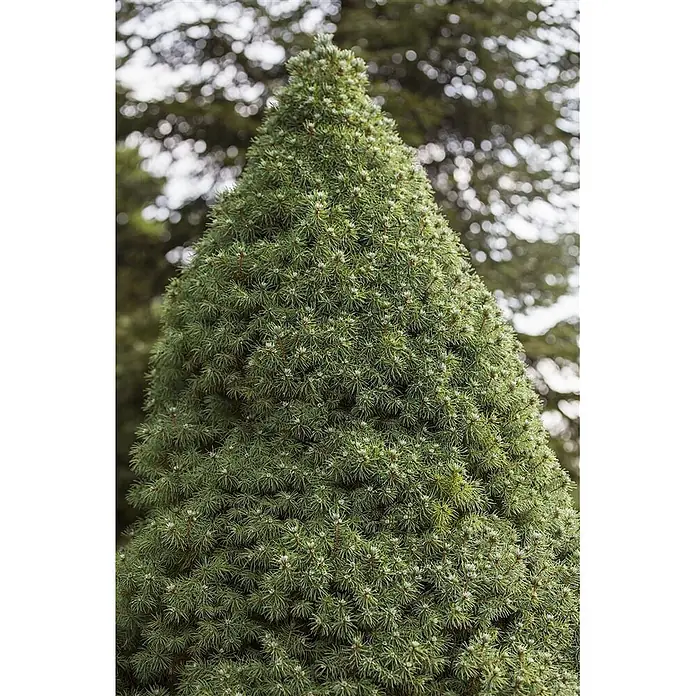 Pflanzen für dich Zuckerhut-Fichte 20-25 cm - Picea glauca 'Blue Wonder', Aktuelle Wuchshöhe: 20 cm - 25 cm - Dichter konischer Zwerg-Nadelbaum mit kurzen grünen Nadeln und hellen neuen Triebspitzen.