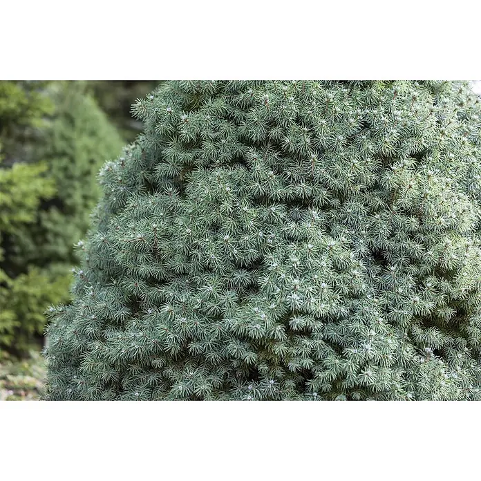 Pflanzen für dich Zuckerhut-Fichte 20-25 cm - Picea glauca 'Blue Wonder', Aktuelle Wuchshöhe: 20 cm - 25 cm - Dichtes Nadelwerk eines Zwergkonifers mit lebhaft grün-blauen Nadeln.