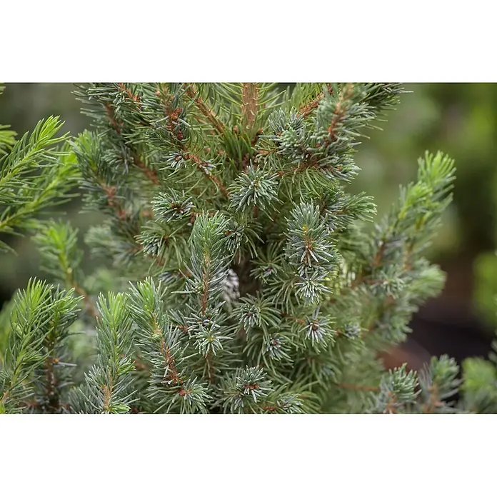 Pflanzen für dich Zuckerhut-Fichte 20-25 cm - Picea glauca 'Blue Wonder', Aktuelle Wuchshöhe: 20 cm - 25 cm - Nahaufnahme von Koniferenzweigen mit blaugrünen Nadeln und frischen, hellgrünen Trieben.