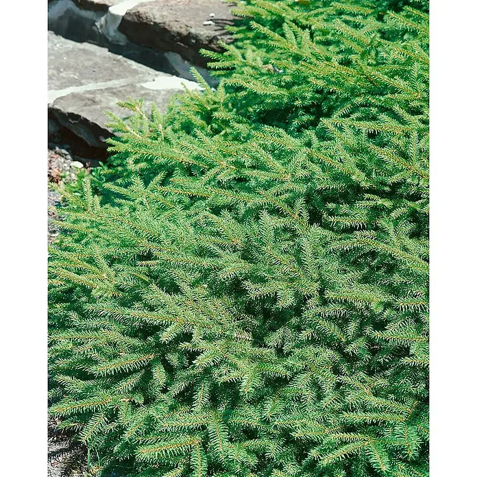Pflanzen für dich Zuckerhut-Fichte 30-40 cm - Picea abies 'Pumila', Aktuelle Wuchshöhe: 30 cm - 40 cm - Dichter grüner Nadelstrauch mit kleinen Nadeln, neben Steinstufen wachsend.