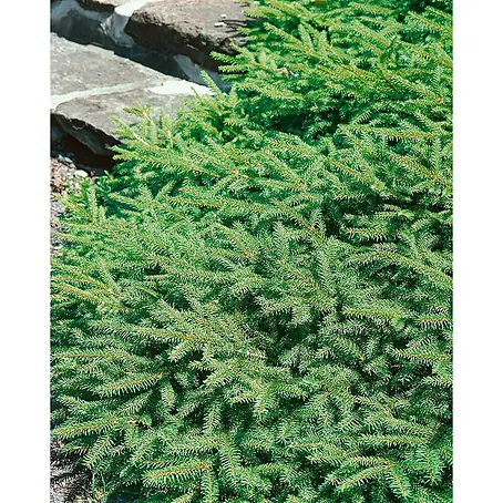 Pflanzen für dich  Zuckerhut-Fichte 30-40 cm