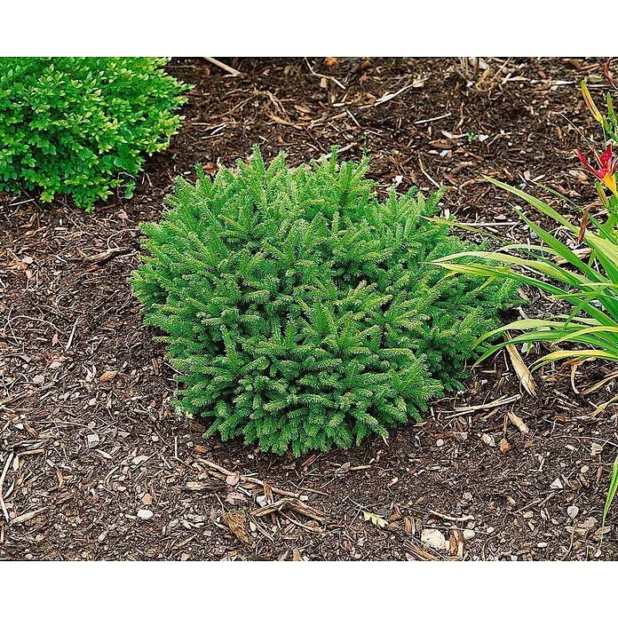 Pflanzen für dich Zuckerhut-Fichte 30-40 cm - Picea abies 'Pumila', Aktuelle Wuchshöhe: 30 cm - 40 cm - Kompakter grüner Nadelstrauch in einem gemulchten Gartenbeet.