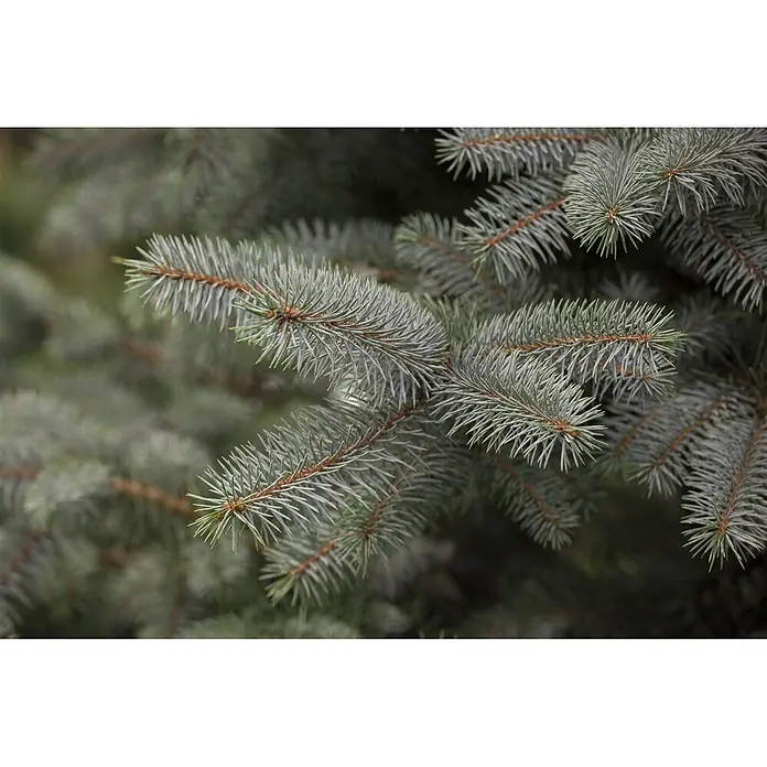 Pflanzen für dich Zuckerhut-Fichte 25-30 cm - Picea pungens 'Blue Diamond', Aktuelle Wuchshöhe: 25 cm - 30 cm - Nahaufnahme von Fichtenzweigen mit blaugrünen Nadeln, die dicht an den Ästen wachsen.