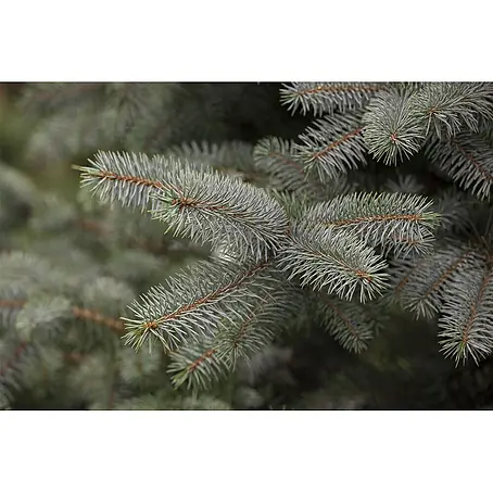 Pflanzen für dich  Zuckerhut-Fichte 25-30 cm