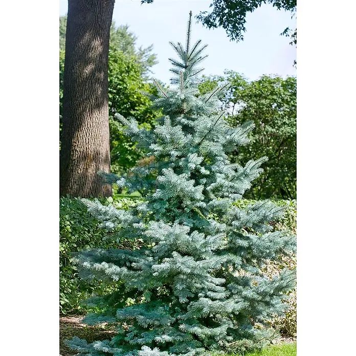 Pflanzen für dich Zuckerhut-Fichte 25-30 cm - Picea pungens 'Blue Diamond', Aktuelle Wuchshöhe: 25 cm - 30 cm - Junger Blaufichtenbaum mit blau-grünen Nadeln, in einer Gartenumgebung gepflanzt.