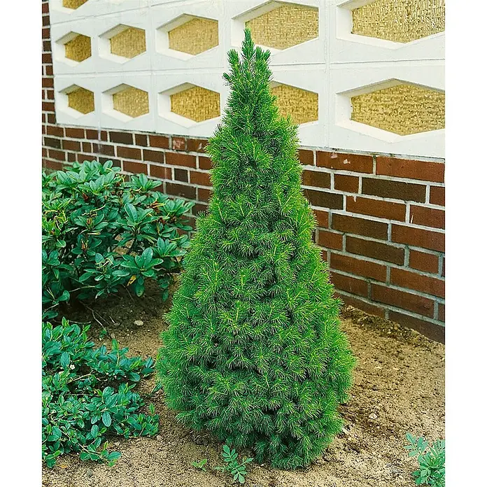 Pflanzen für dich Zuckerhut-Fichte 20-30 cm - Picea glauca 'Conica', Aktuelle Wuchshöhe: 20 cm - 30 cm - Lebhaft grüne, konische Zwergkonifere in einem Garten gepflanzt.