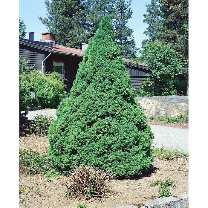 Pflanzen für dich Zuckerhut-Fichte 20-30 cm - Picea glauca 'Conica', Aktuelle Wuchshöhe: 20 cm - 30 cm - Große, konische, grüne immergrüne Pflanze in einer Gartenumgebung neben einem Haus.