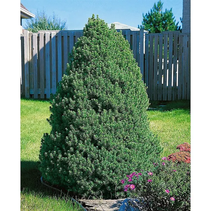Pflanzen für dich Zuckerhut-Fichte 20-30 cm - Picea glauca 'Conica', Aktuelle Wuchshöhe: 20 cm - 30 cm - Üppiger grüner, konischer Zwergkonifer im Garten, mit rosa Blüten daneben.