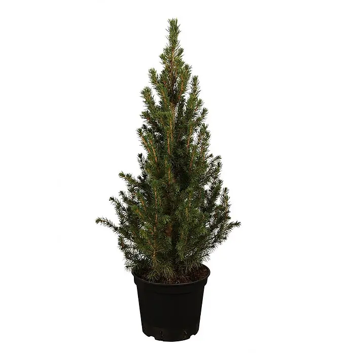 Pflanzen für dich Zuckerhut-Fichte 40-50 cm - Picea glauca 'Conica', Aktuelle Wuchshöhe: 40 cm - 50 cm - Kleine Topf-Konifere mit grünen Nadeln in einem schwarzen Pflanztopf.