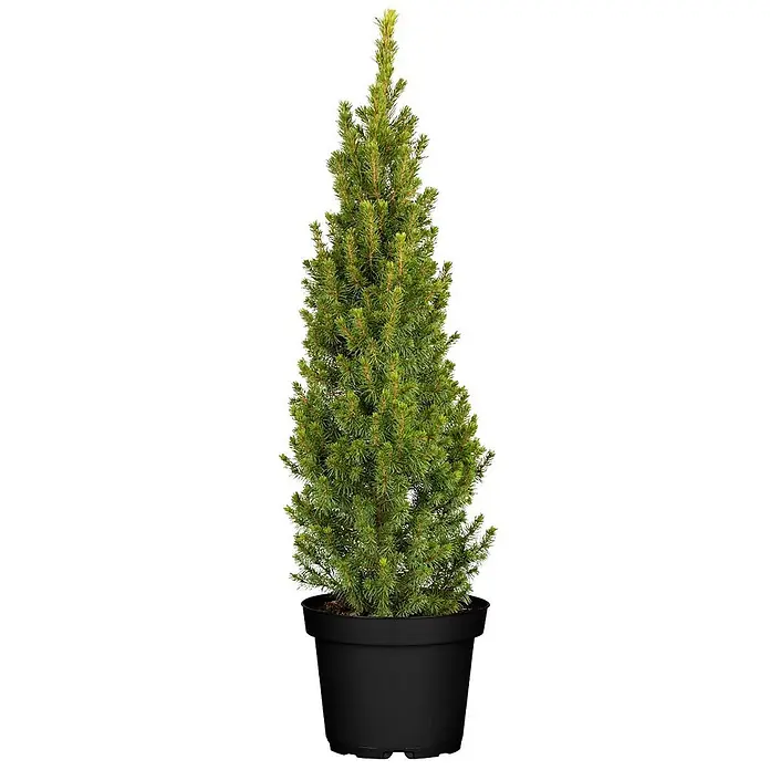 Pflanzen für dich Zuckerhut-Fichte 60-70 cm - Picea glauca 'Conica', Aktuelle Wuchshöhe: 60 cm - 70 cm - Grüner Nadelbaum in einem schwarzen Topf.